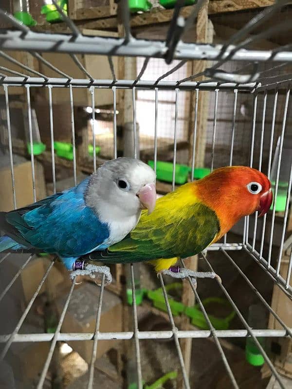 love birds pairs 0