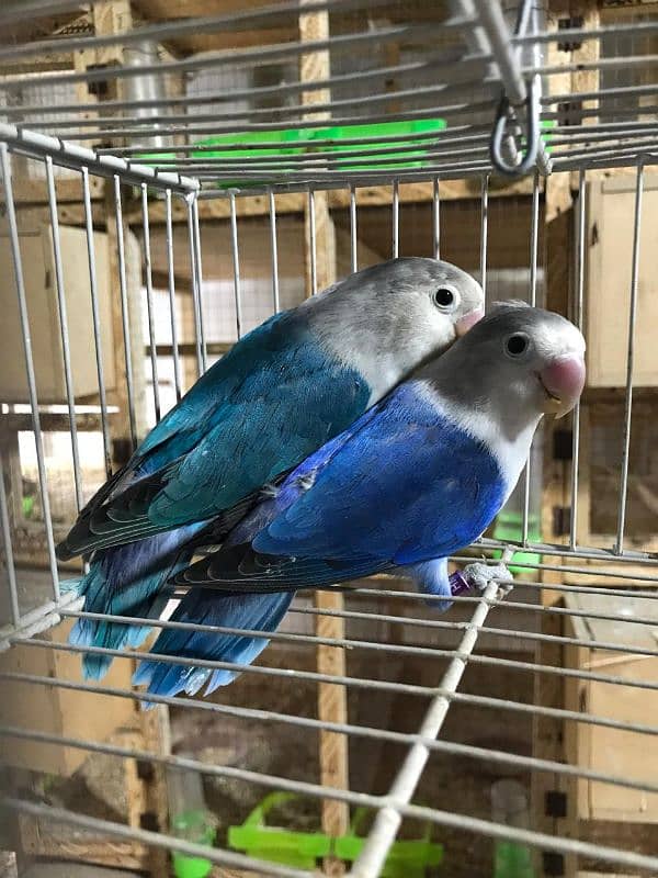 love birds pairs 10