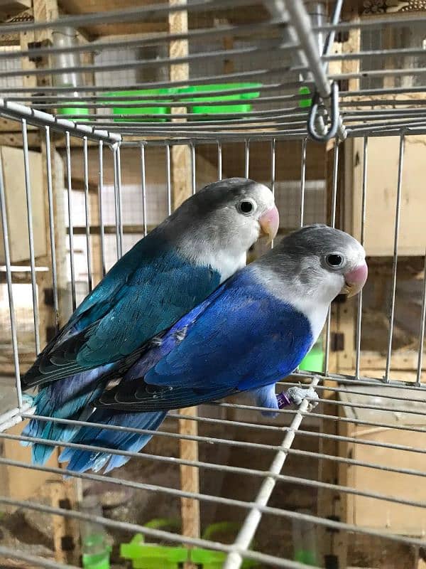 love birds pairs 11