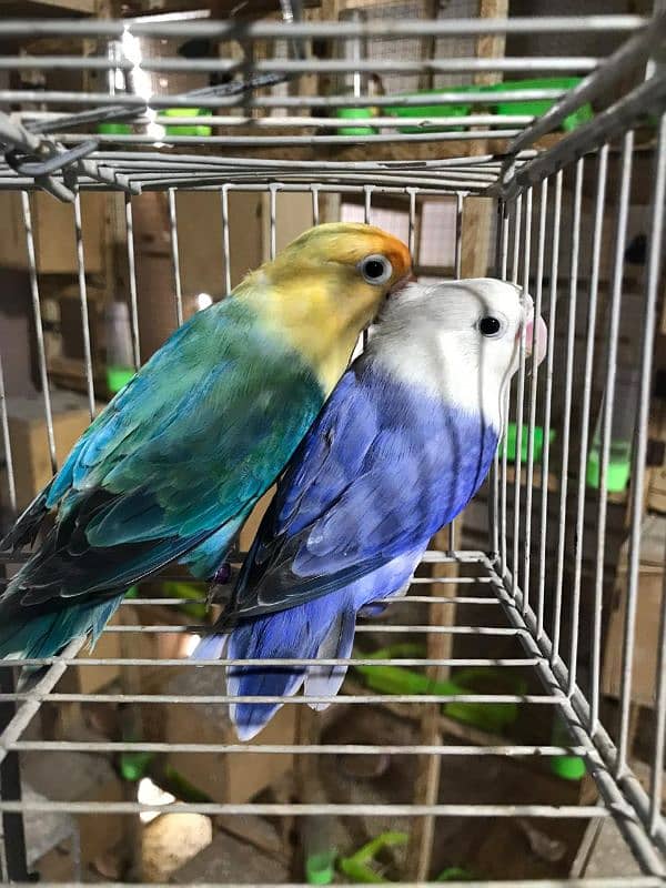 love birds pairs 17