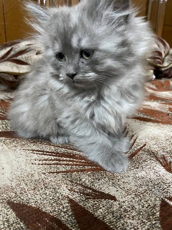 Persian cat Triple coat 2