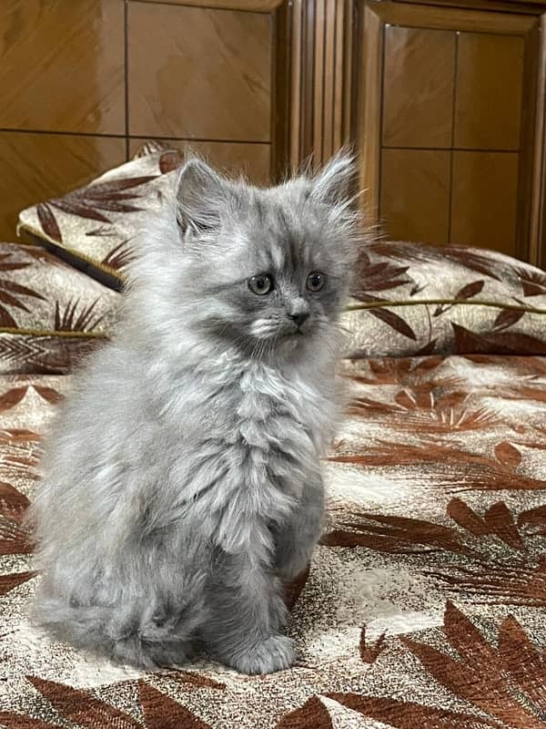 Persian cat Triple coat 3