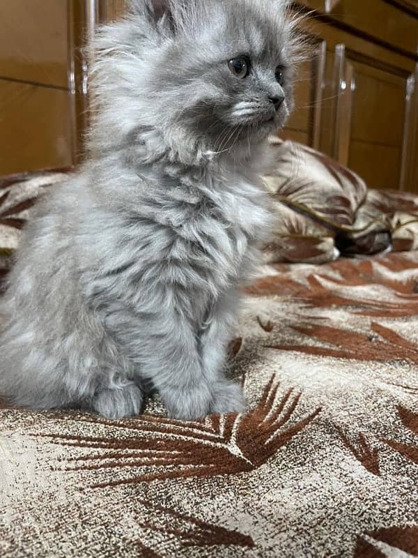 Persian cat Triple coat 4