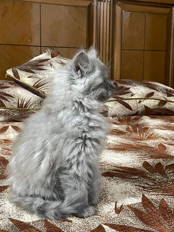 Persian cat Triple coat 5