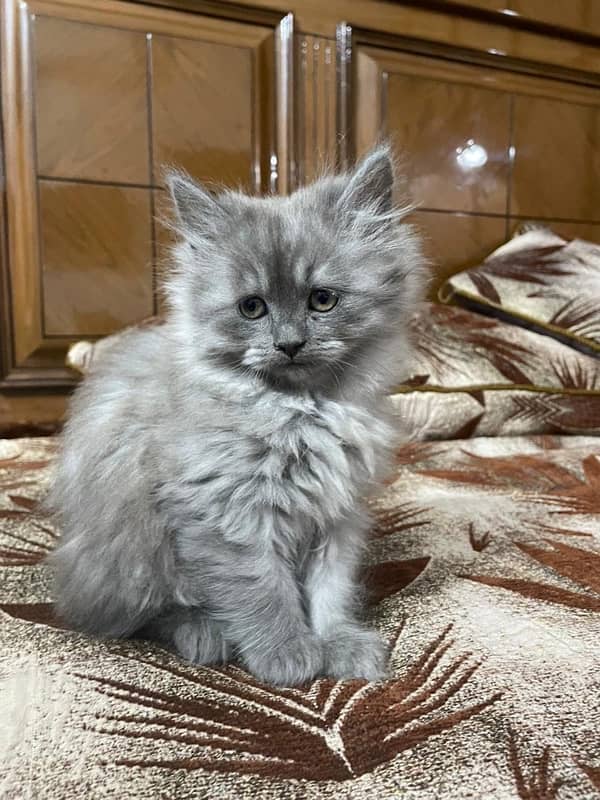 Persian cat Triple coat 6