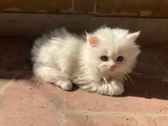 percian 40 days kitten