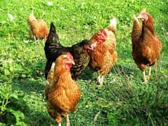 DESI HENS FOR SALE