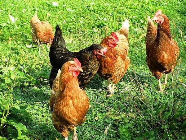 DESI HENS FOR SALE 0