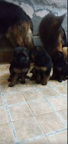 German shepherd puppies