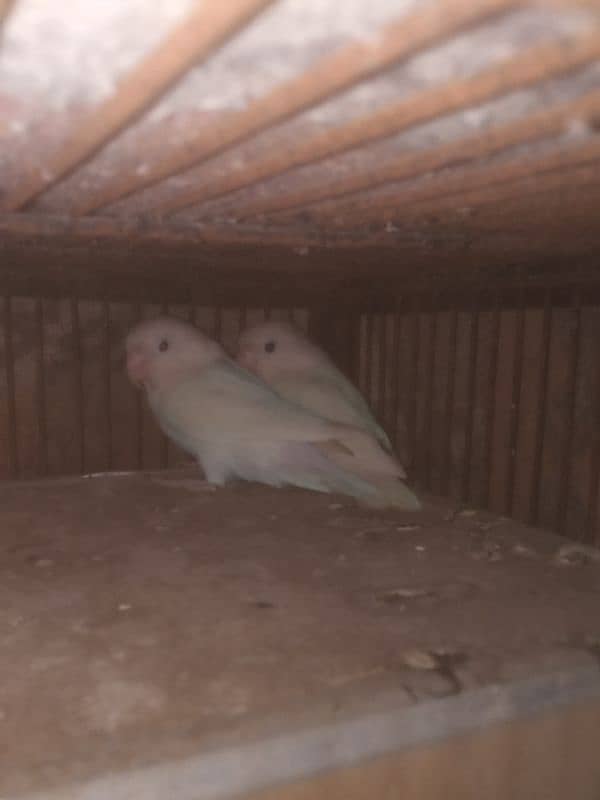 albino pair 4