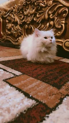 persian cat