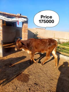 بچھڑا - Bachra - Bulls for sale