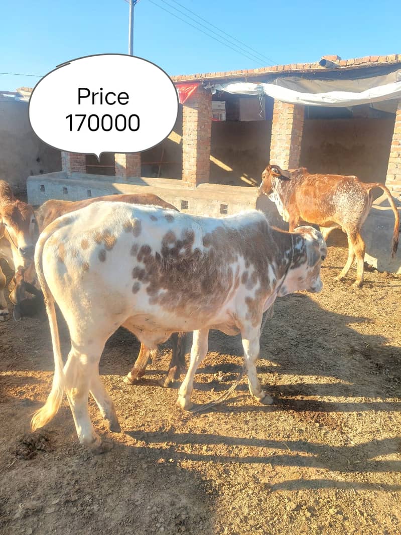 بچھڑا - Bachra - Bulls for sale 1