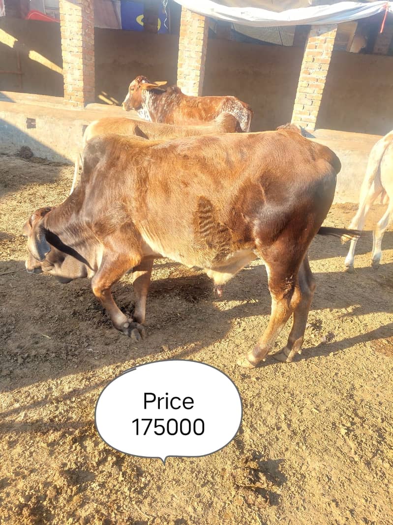 بچھڑا - Bachra - Bulls for sale 2