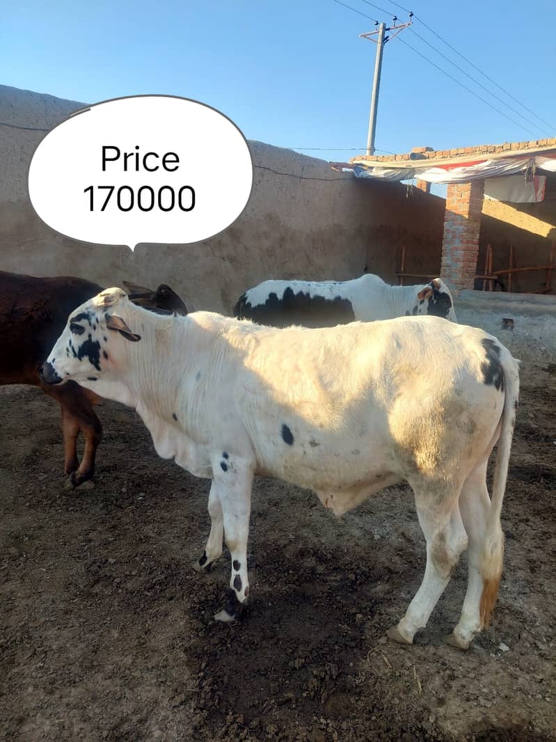 بچھڑا - Bachra - Bulls for sale 3