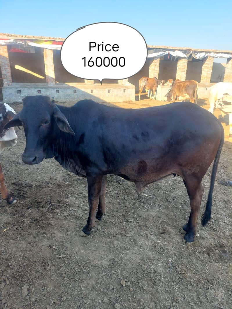 بچھڑا - Bachra - Bulls for sale 5