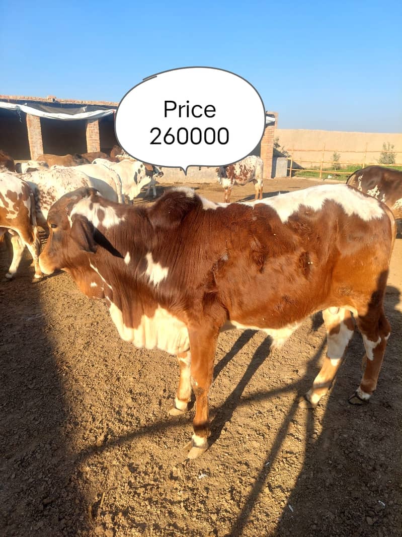 بچھڑا - Bachra - Bulls for sale 6