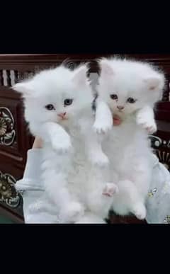 Persian kittens for urgent sale my WhatsApp number 03706577151