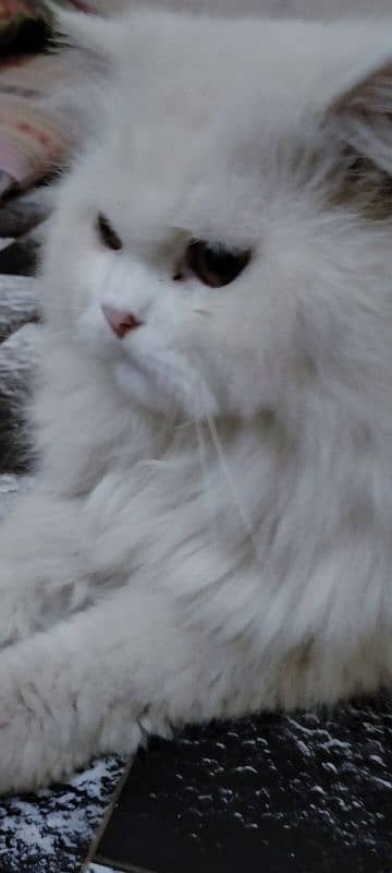 Stud Persian male 0