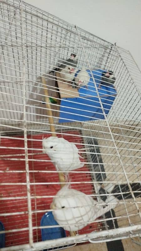 Eno Breeder 100% Pair + White SilverJava Finches Breeder Pair 2