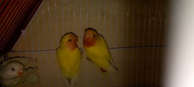 lovebirds self chicks 3