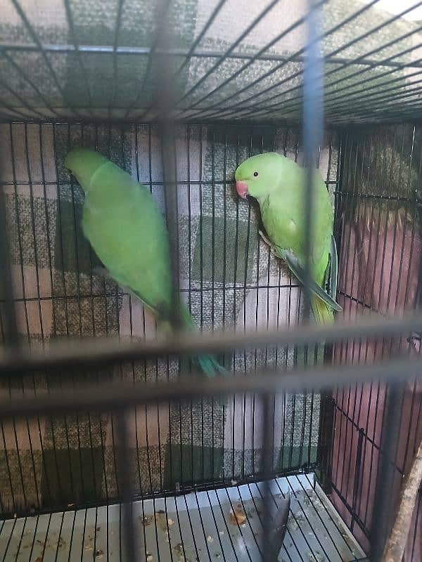 beautiful green pair for sale 2