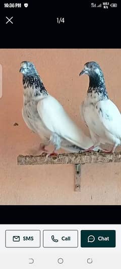 Pigeon for sale in available urgent sale