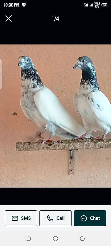 Pigeon for sale in available urgent sale 0