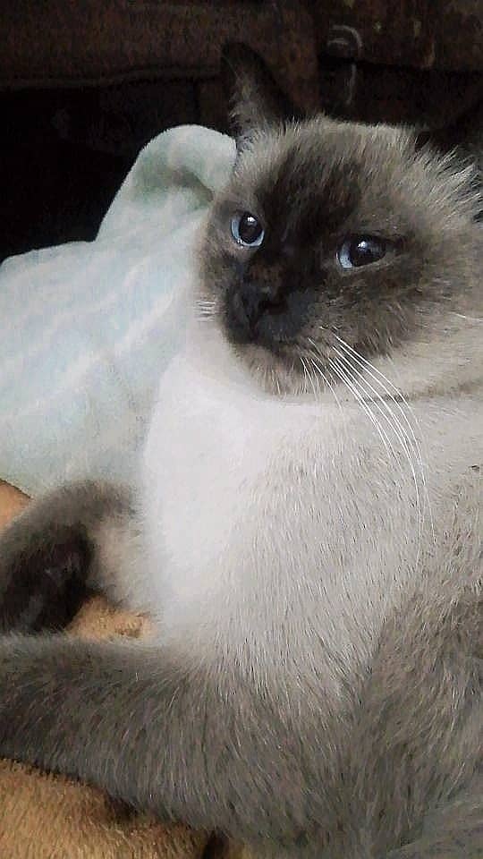 Siamese Cat For sale 0