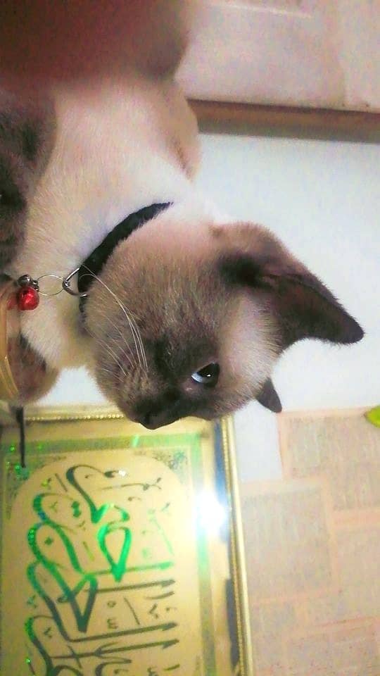 Siamese Cat For sale 2