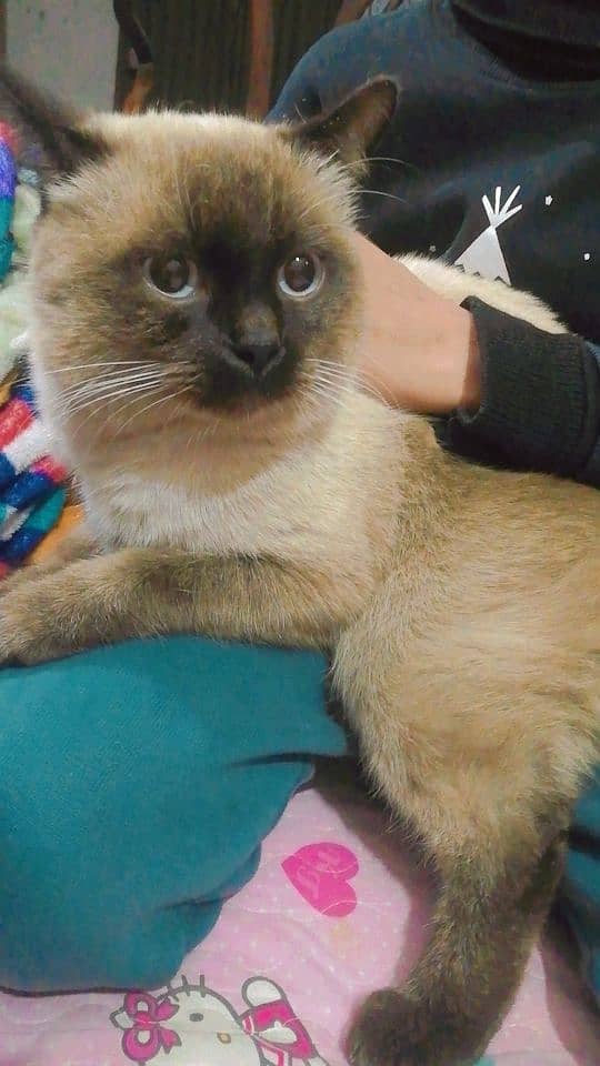 Siamese Cat For sale 3