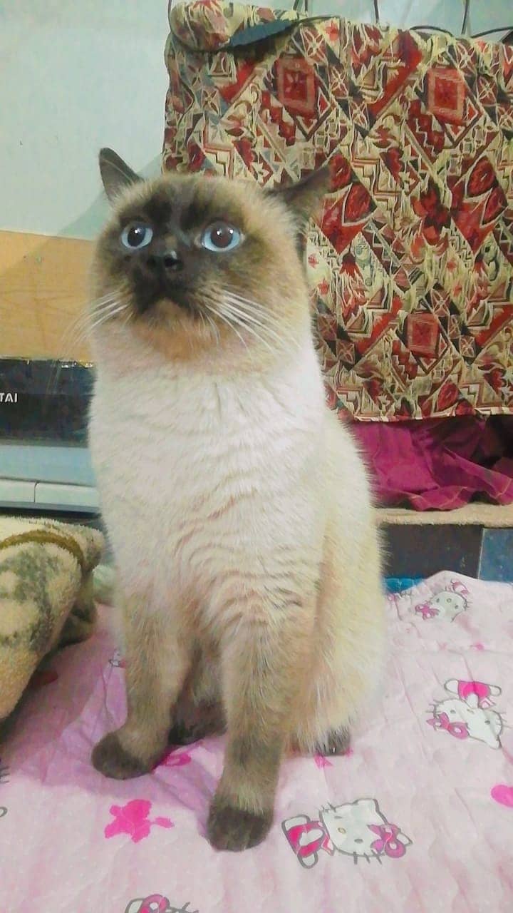 Siamese Cat For sale 4