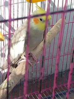 2 female parrot for sale