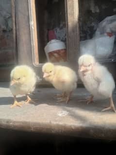 Aseel heera chicks for sale