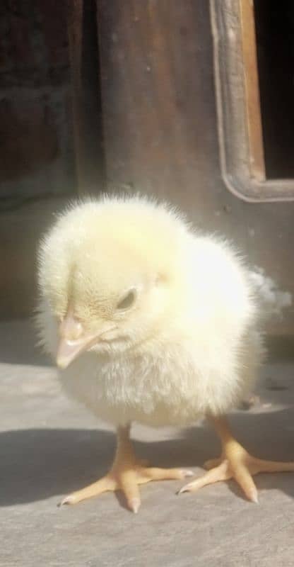 Aseel heera chicks for sale 1