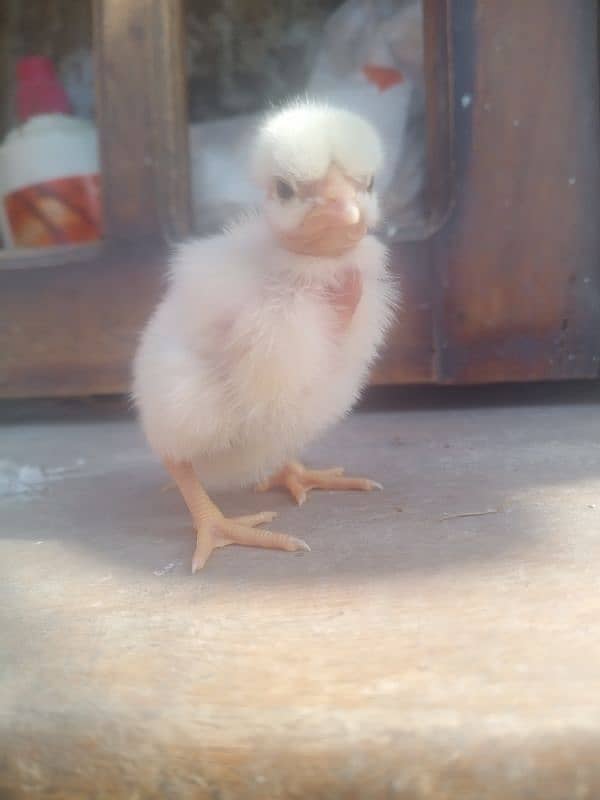 Aseel heera chicks for sale 2