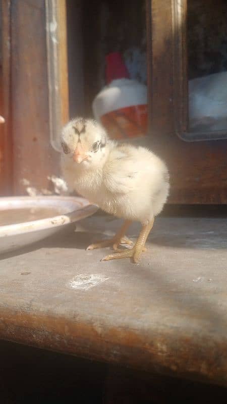 Aseel heera chicks for sale 3