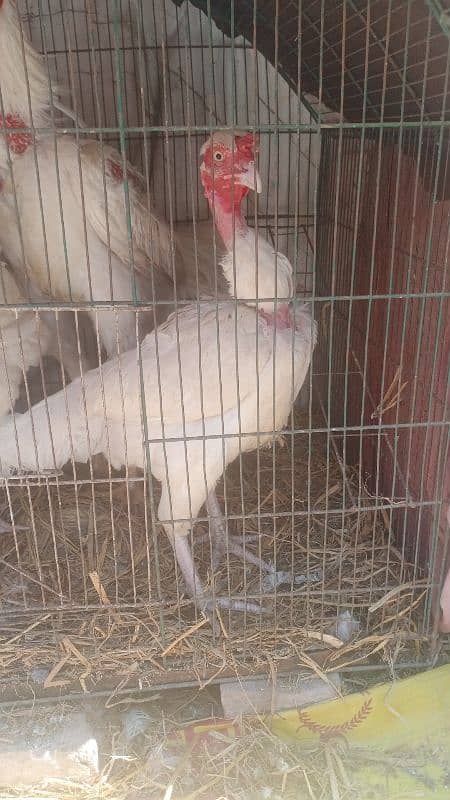 Aseel heera chicks for sale 4