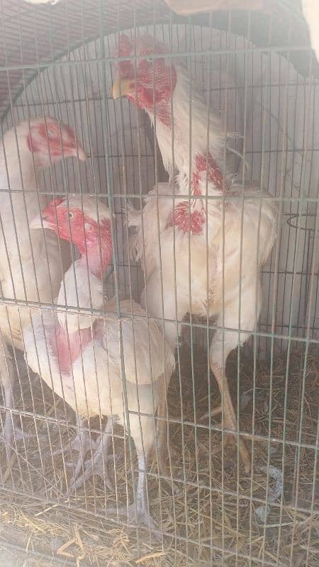 Aseel heera chicks for sale 5