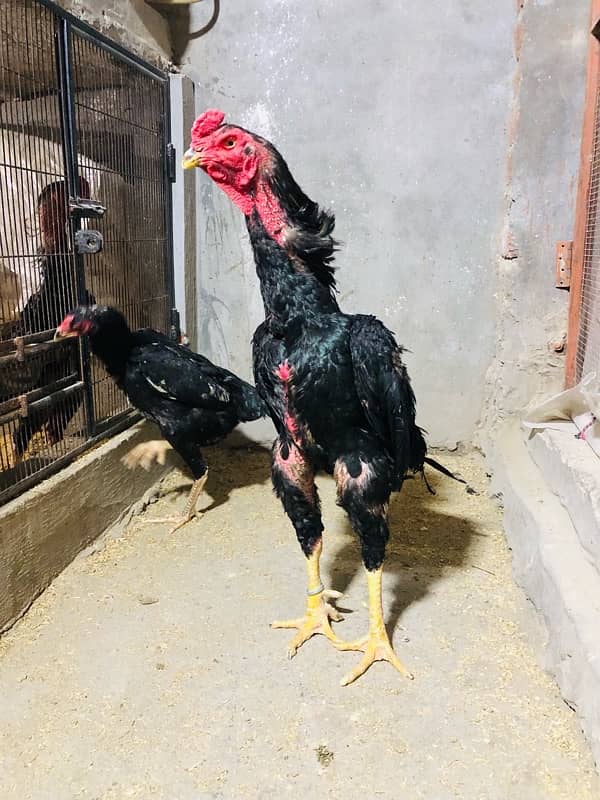 shamo chicks available 5