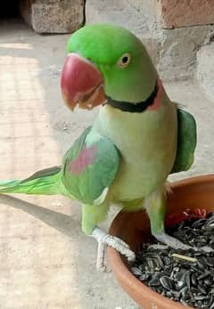 raw parrot12 month age urgent for sale only WhatsApp number03489642217