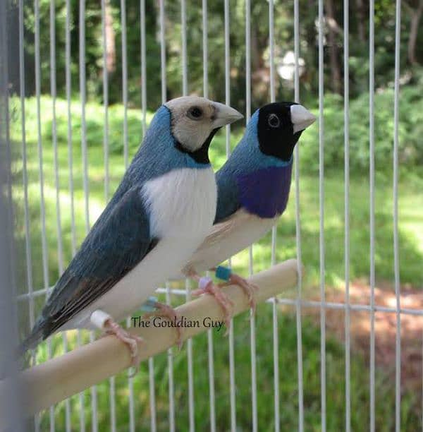 red eye INO gouldians and blue goldians 1