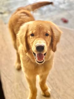 Golden Retriever double coated pure breed