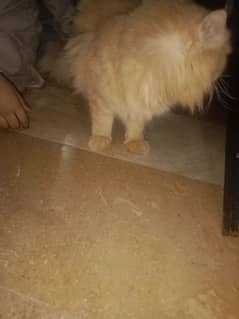 Persian cat male