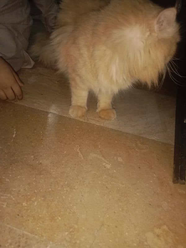 Persian cat male 0