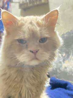 Male punch face vaccinated Cat