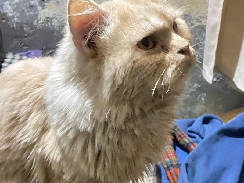 Male punch face vaccinated Cat 2