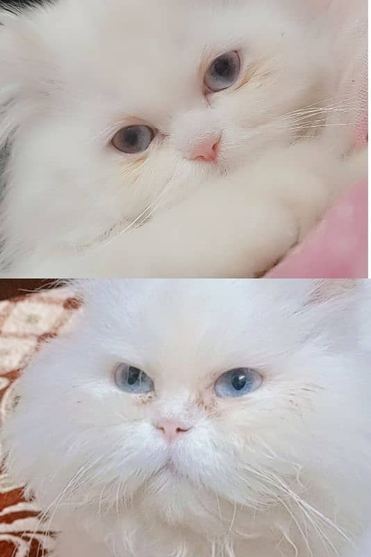 PERSIAN CAT FOR SALE!!!! 5