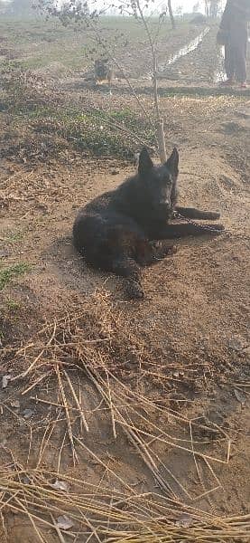 Black German Shepard 2