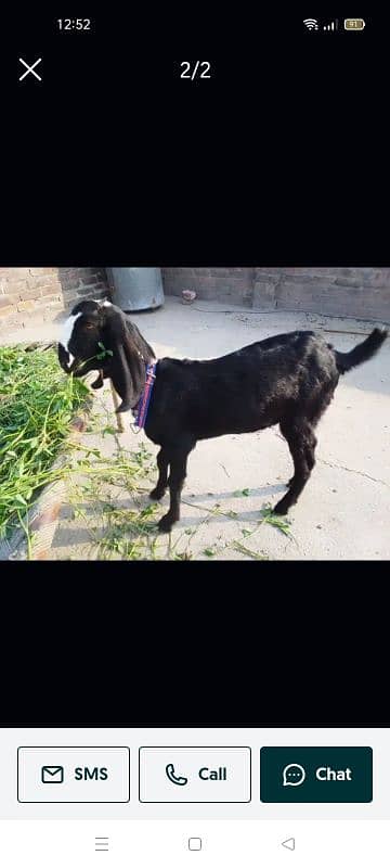 Female Goat beetal 5 months age 0